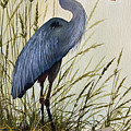 Great Blue Heron Splendor